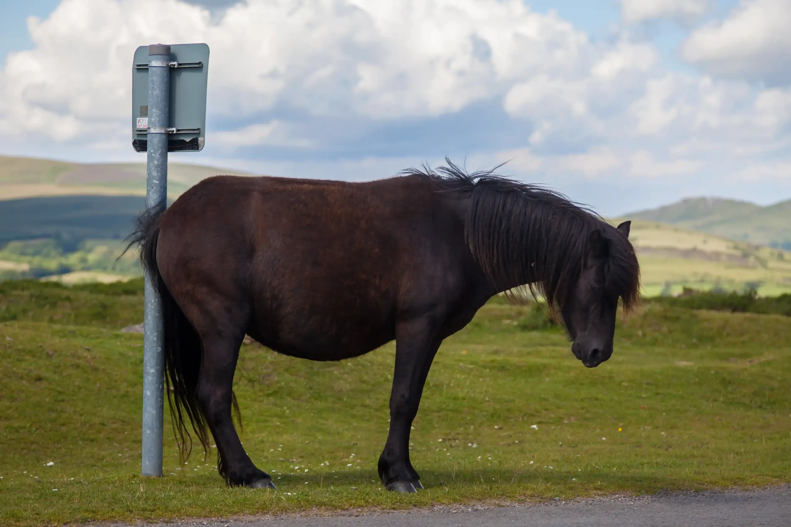 Paard schuurt zijn staartwortel tegen een bord.