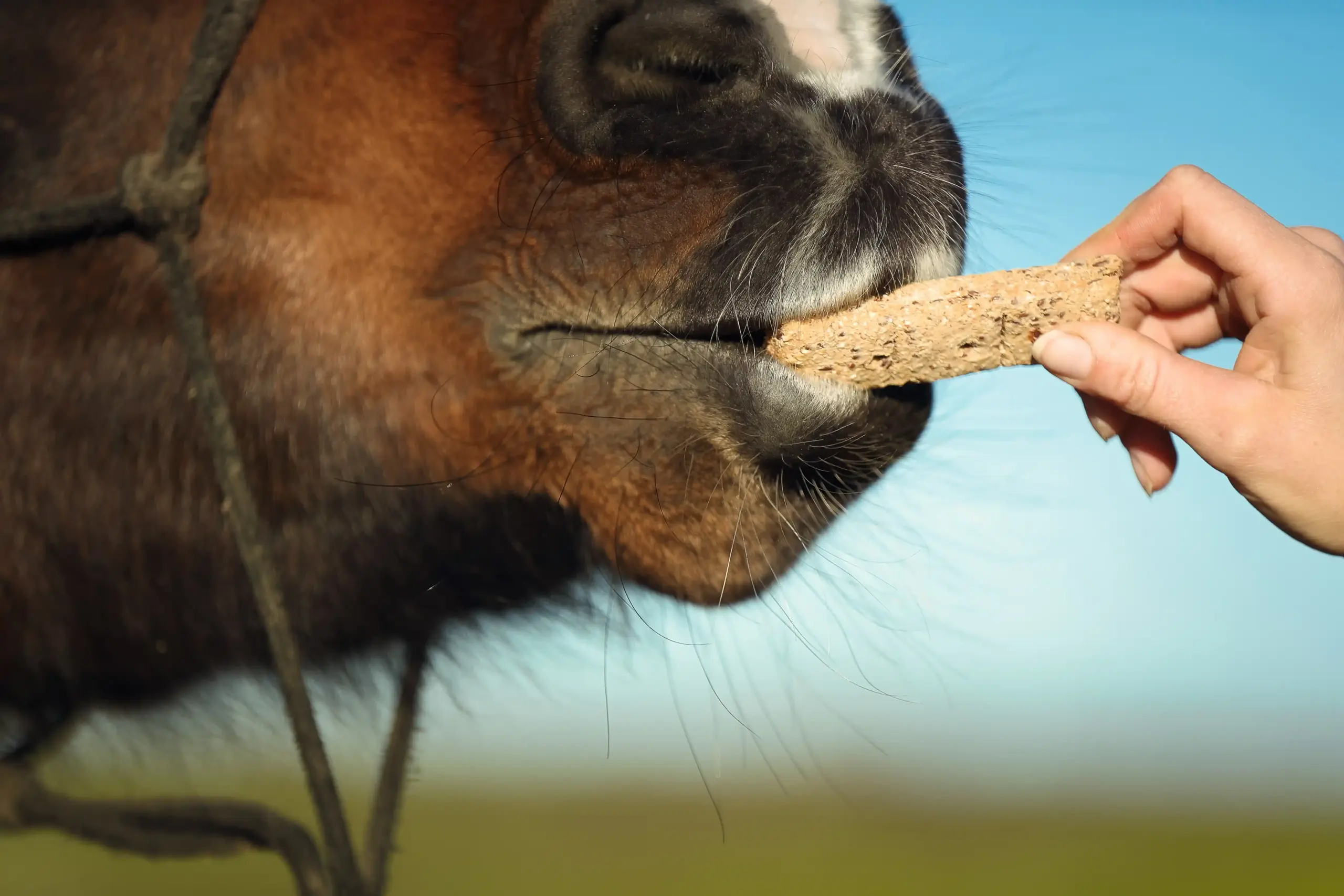 Paard krijgt een traktatie, detailaanzicht 