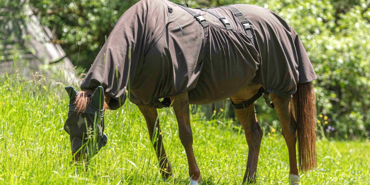 Vliegendekens correct kiezen: De ultieme gids voor paardeneigenaren