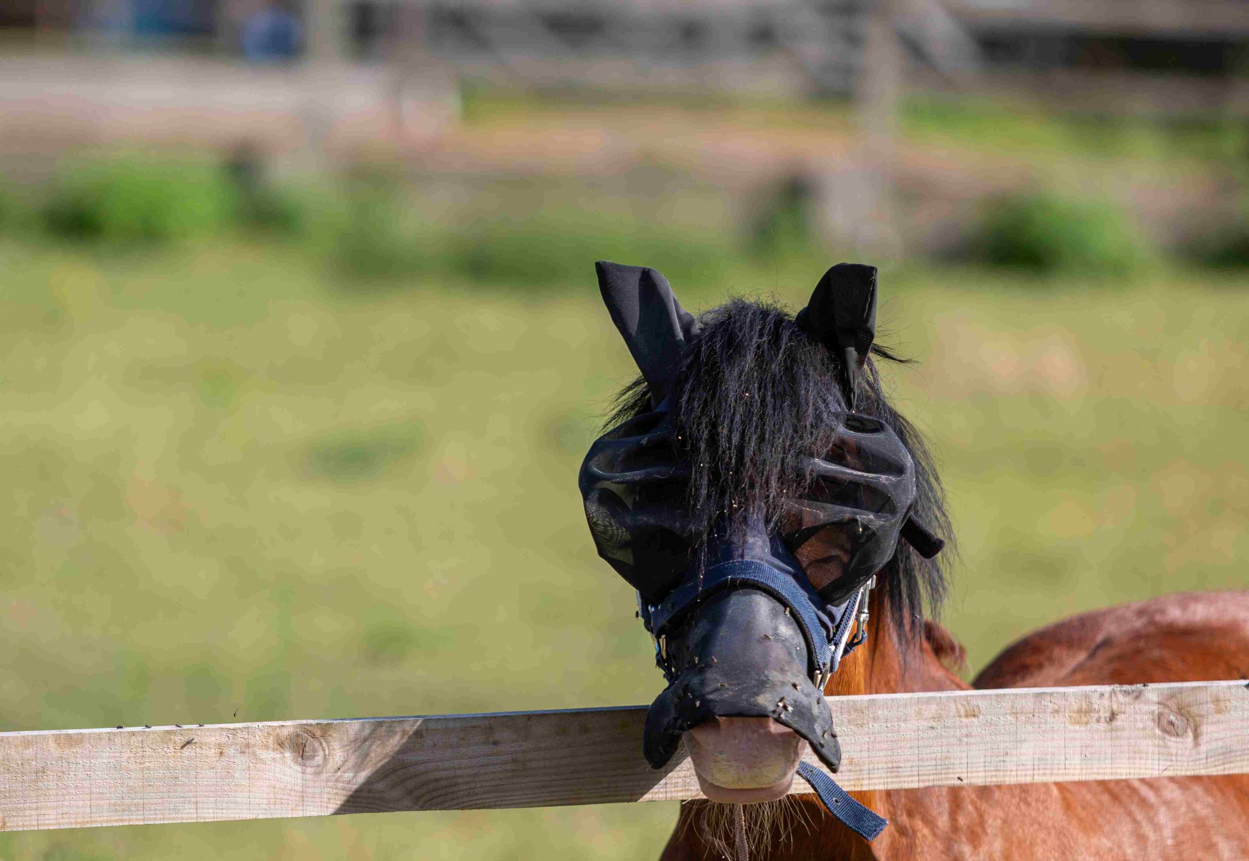 Paard met vliegendeken in de wei