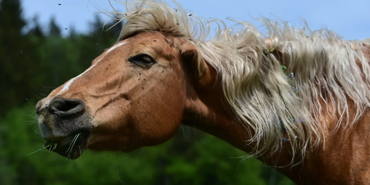 Natuurlijke insectenbescherming bij paarden: hoe de evolutie onze viervoeters beschermt