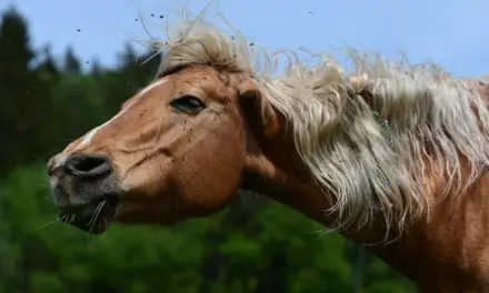 Natuurlijke insectenbescherming bij paarden: hoe de evolutie onze viervoeters beschermt