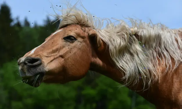 Natuurlijke insectenbescherming bij paarden: hoe de evolutie onze viervoeters beschermt