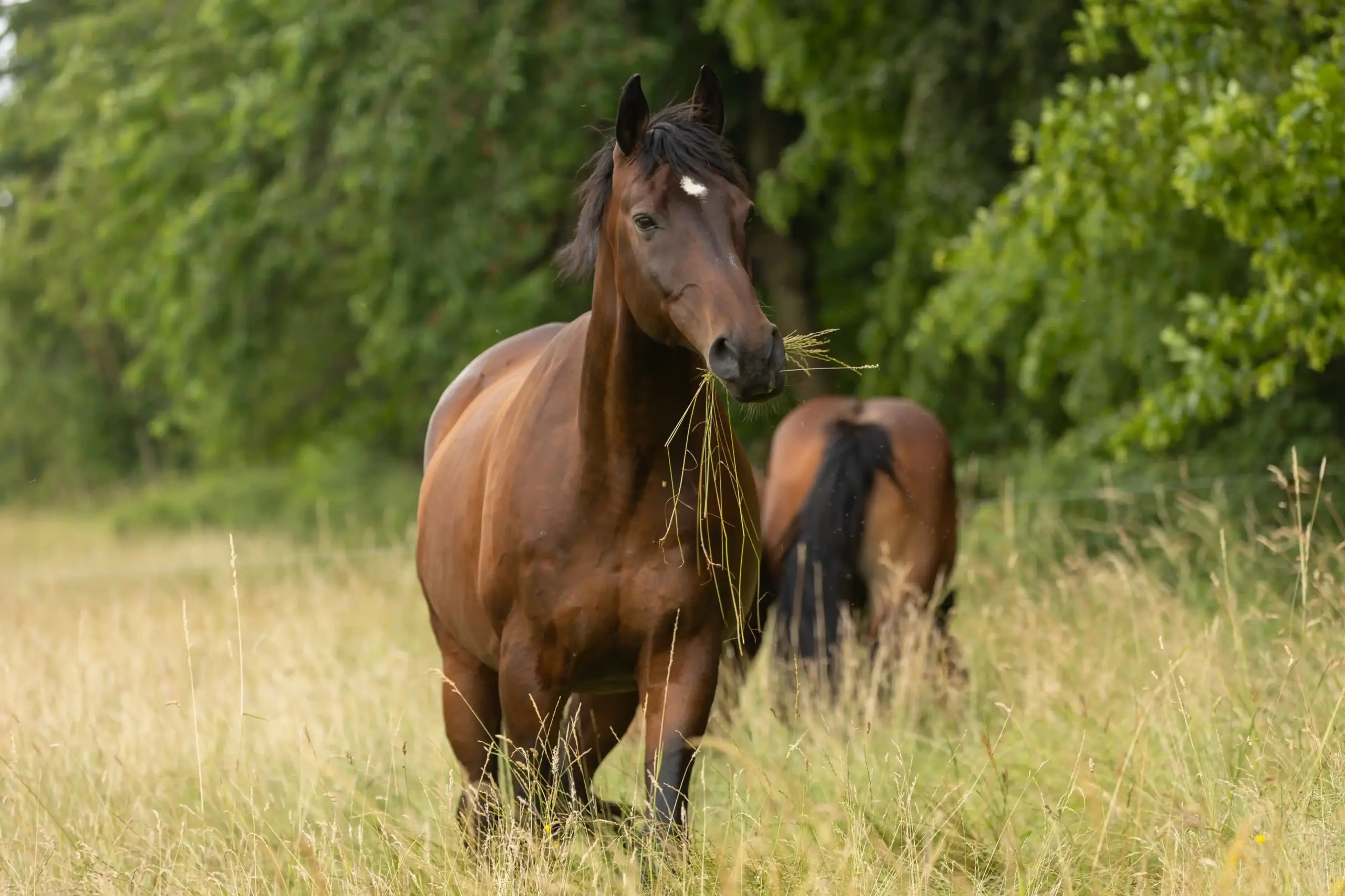 Paard op de weide met een pluk gras in de mond
