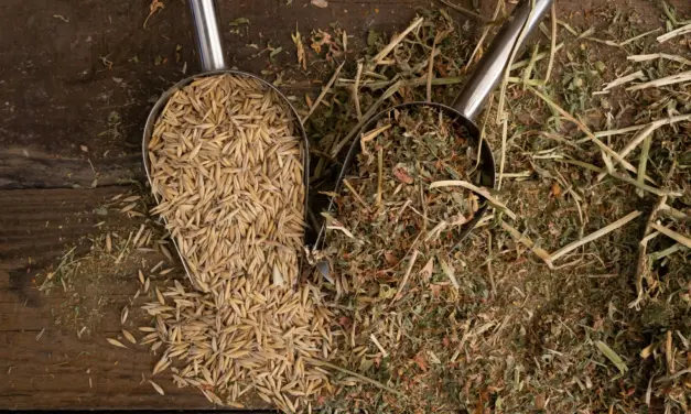 Voedermiddelenvalkuilen ontmaskeren: zo herken je hoogwaardig paardenvoer