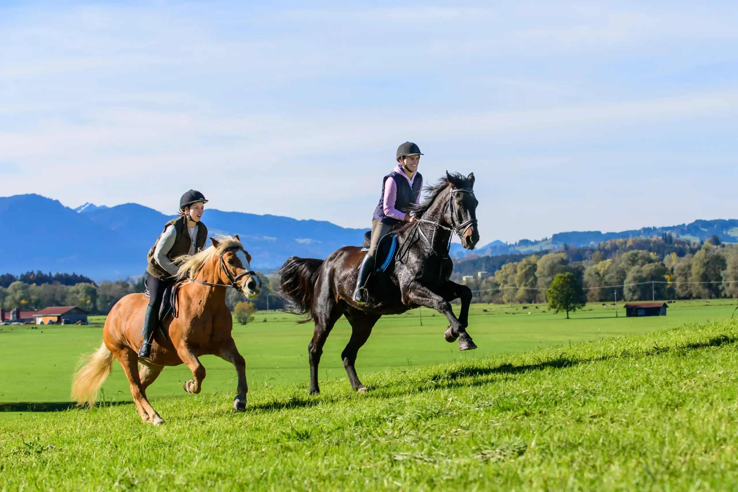 Twee paarden galopperen een heuvel op