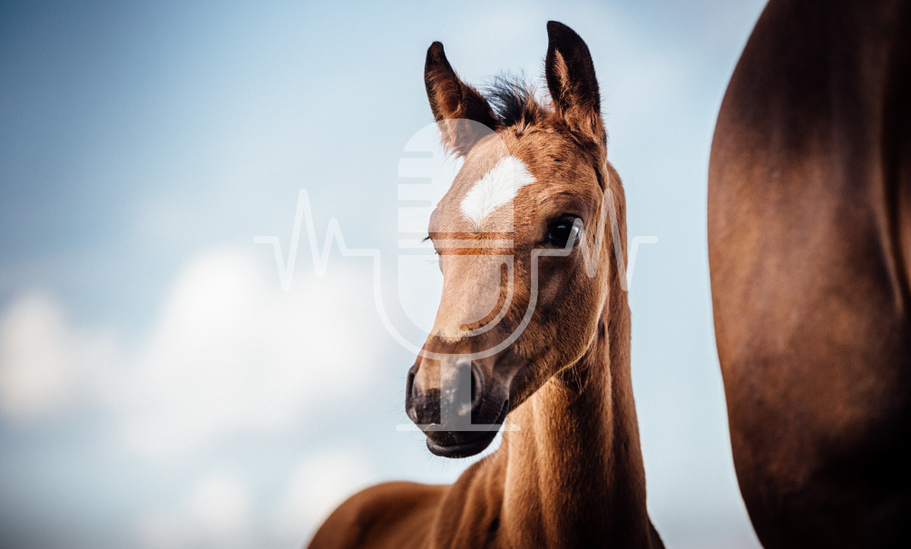 Podcast #2 – Veulens afspenen: Zacht, stressvrij en natuurlijk – Hoe je een gezonde start in het jonge paardenleven garandeert