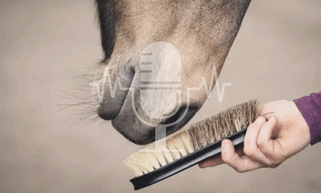 Podcast Aflevering #1: Herfstvachtwisseling bij paarden – wat gebeurt er in het lichaam en hoe kun je gericht ondersteunen (Engels)