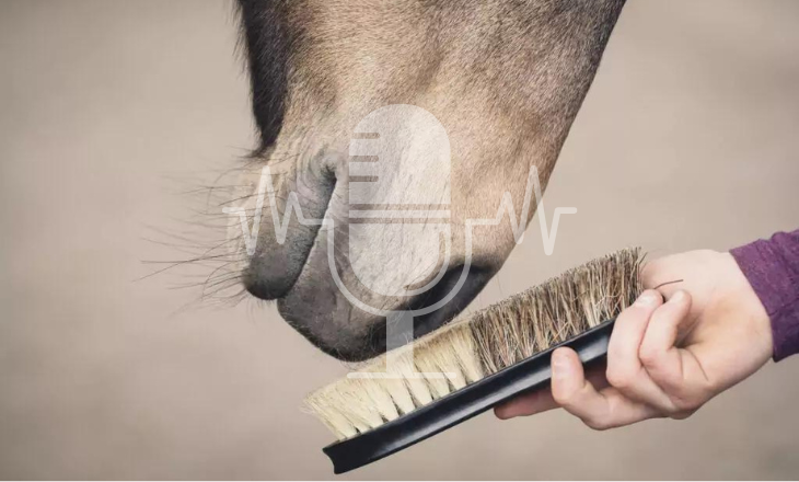 Podcast Aflevering #1: Herfstvachtwisseling bij paarden – wat gebeurt er in het lichaam en hoe kun je gericht ondersteunen (Engels)