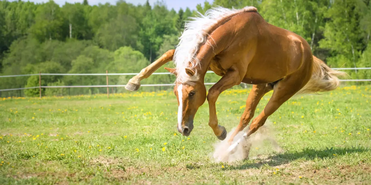 Hoe paarden­spieren bewegen: de spiercontractie in detail
