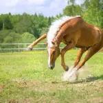 Hoe paarden­spieren bewegen: de spiercontractie in detail