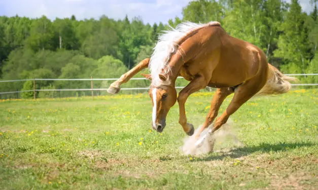 Hoe paarden­spieren bewegen: de spiercontractie in detail