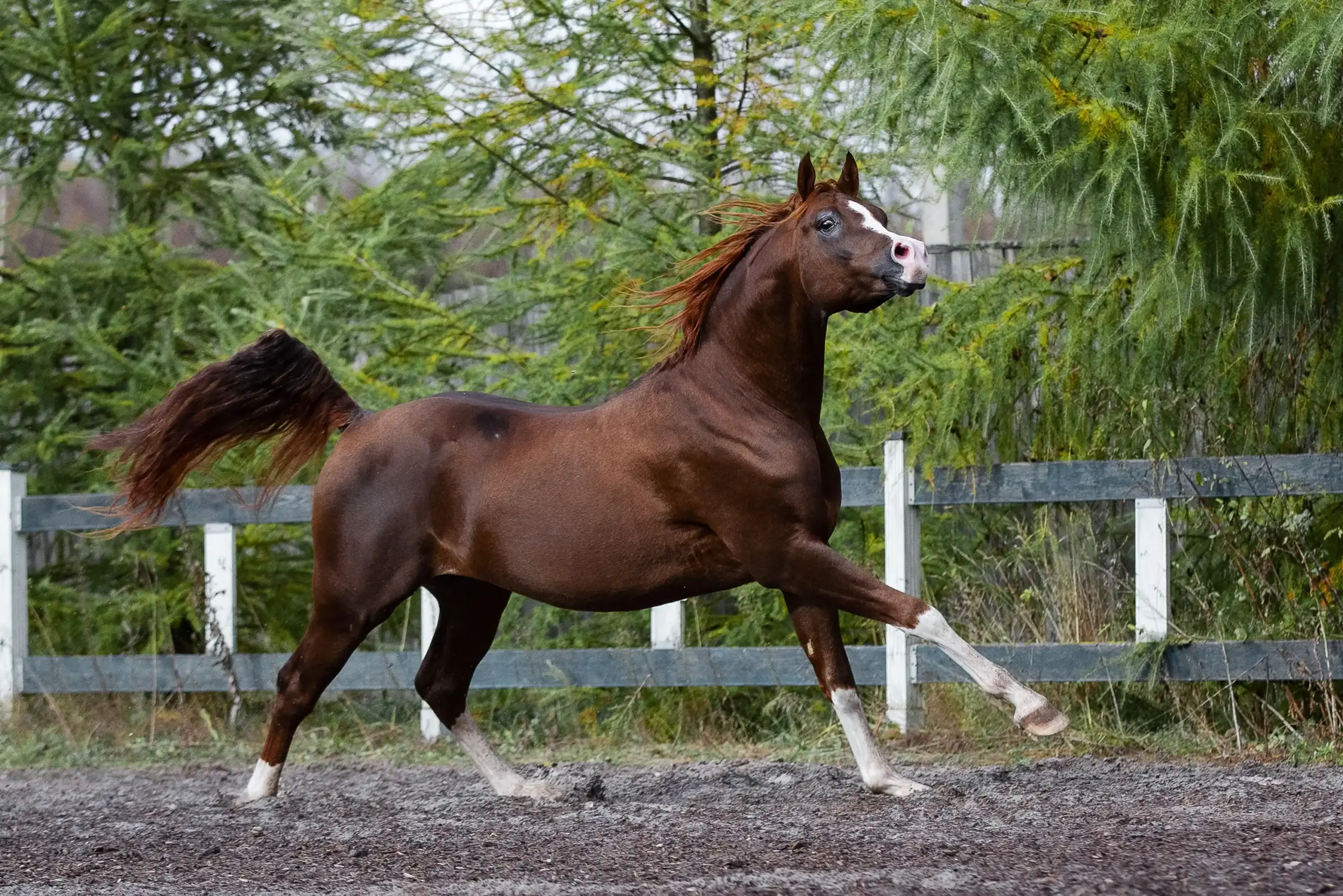 Voskleurig paard in galop