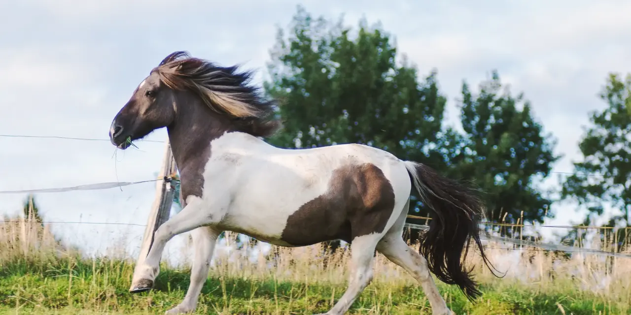 Is mijn paard echt te dik?