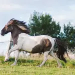 Is mijn paard echt te dik?