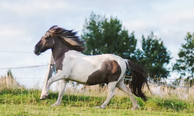 Is mijn paard echt te dik?