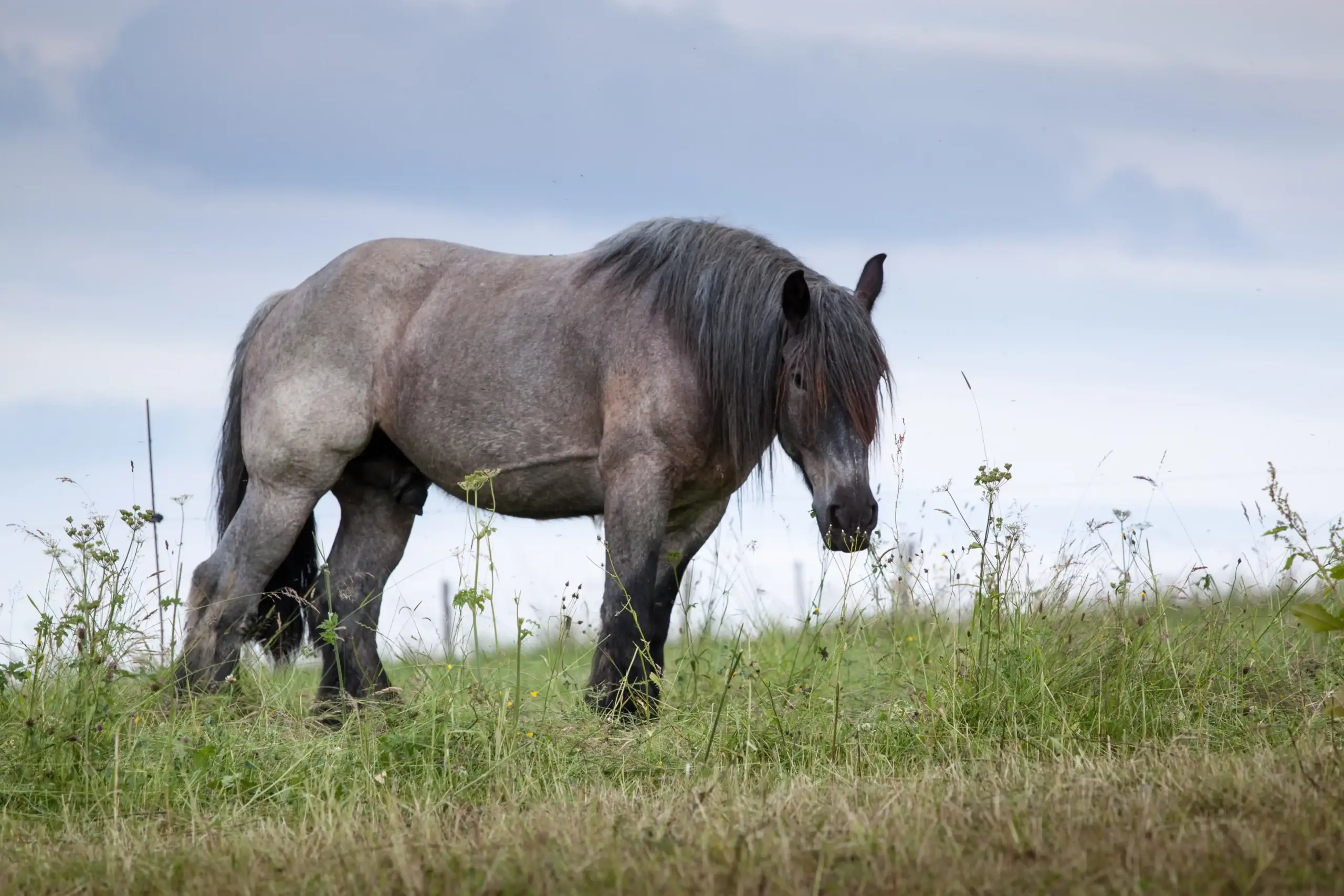 Een koudbloed op de weide