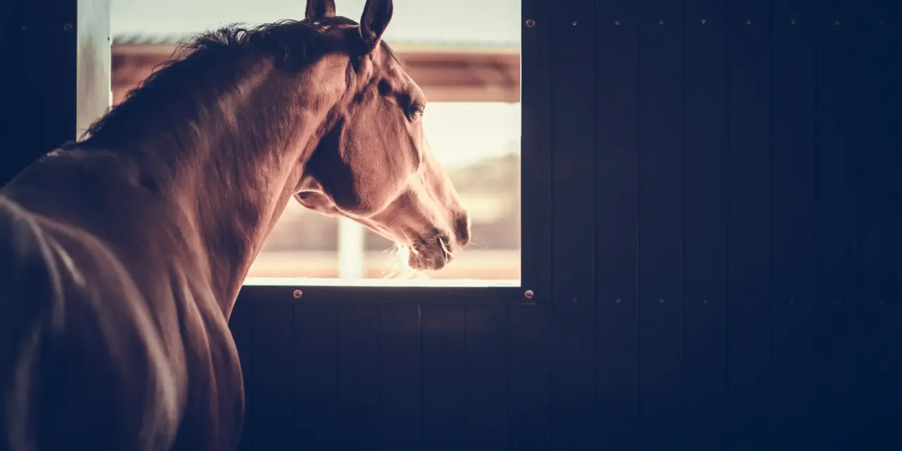 Wanneer huisvesting paarden ziek maakt