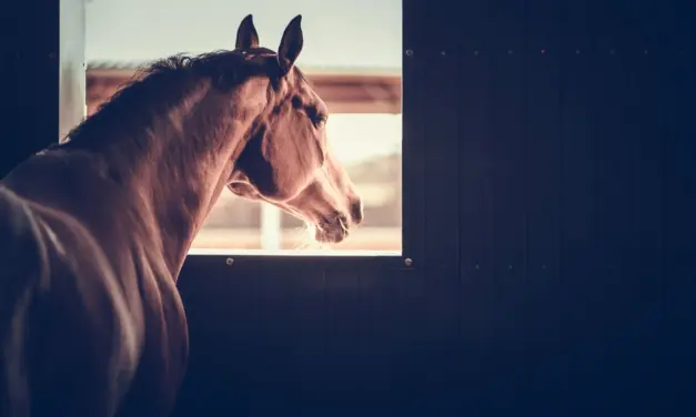 Wanneer huisvesting paarden ziek maakt