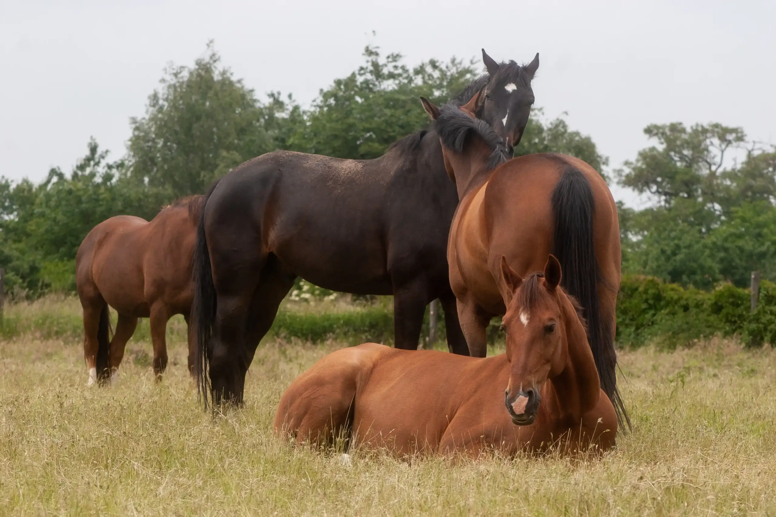 Paardenkudde rust op een zomerweide