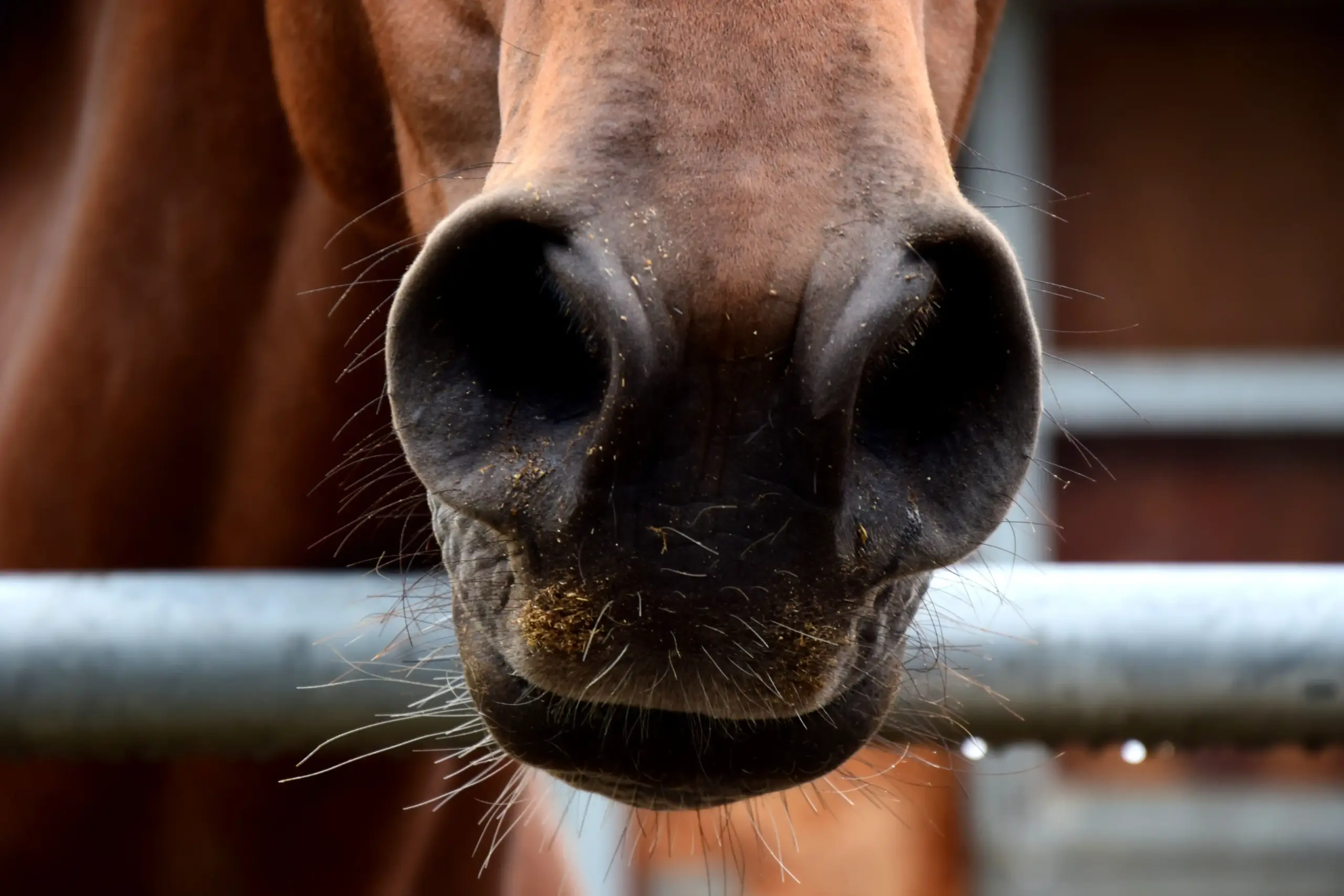 Paardenneusgaten die zeer wijd geopend zijn