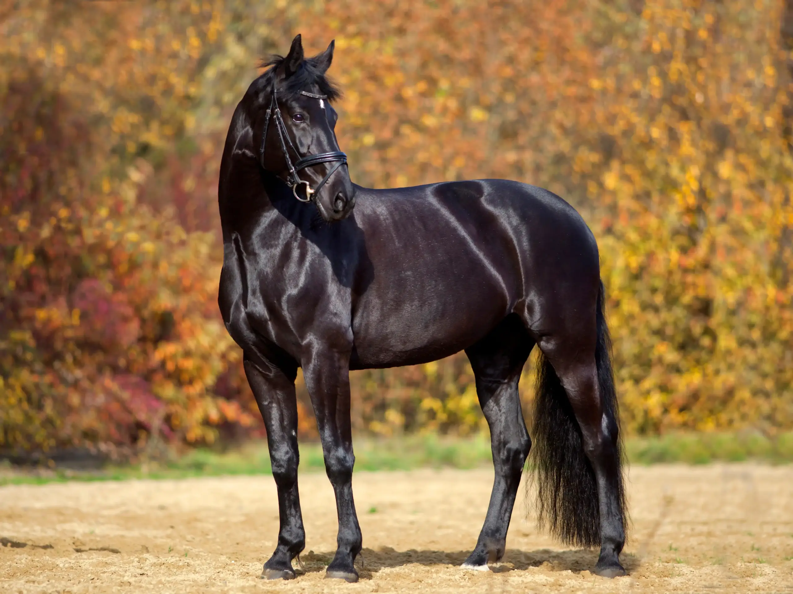 Zwart warmbloed op een herfstweiland