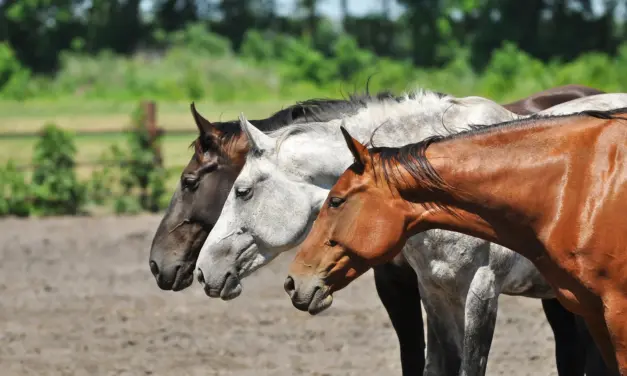 Ayurveda voor paarden