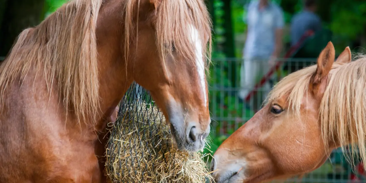 Paarden gezond laten afvallen – waarom radicale diëten meer schaden dan baten