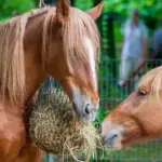 Paarden gezond laten afvallen – waarom radicale diëten meer schaden dan baten