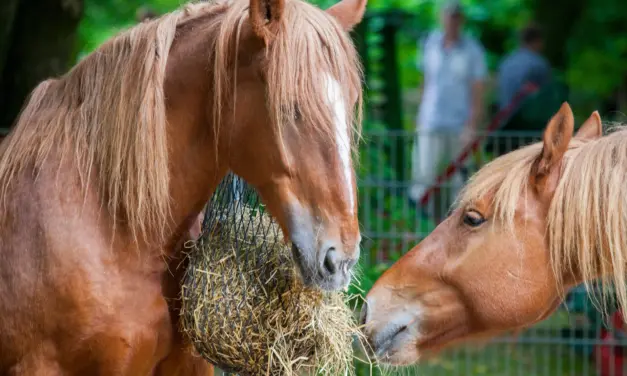 Paarden gezond laten afvallen – waarom radicale diëten meer schaden dan baten
