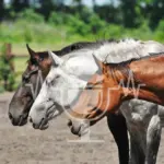 Podcast Aflevering #4: Hiërarchie in paardenkuddes – mythe of werkelijkheid? (Engels)
