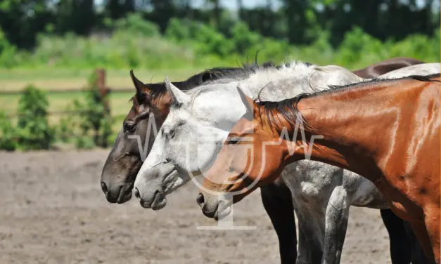 Podcast Aflevering #4: Hiërarchie in paardenkuddes – mythe of werkelijkheid? (Engels)