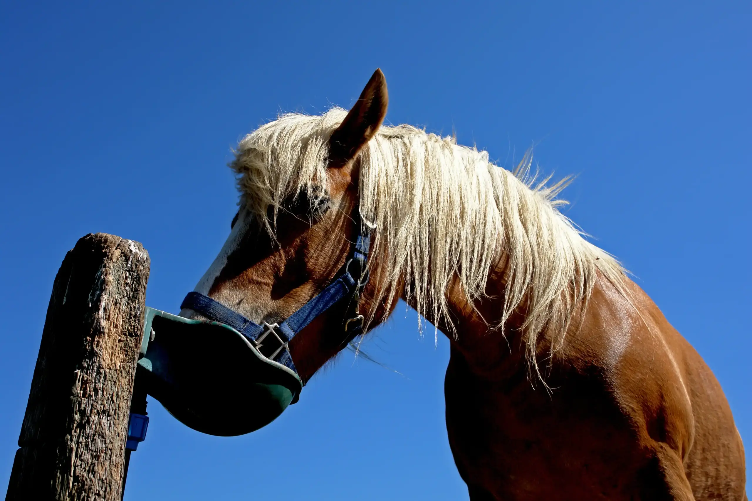 Paard drinkt uit een drukdrinkbak