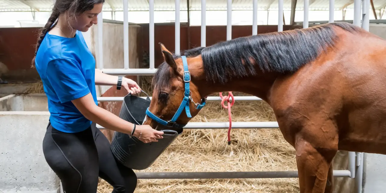 Krachtvoerautomaten in de paardenhouderij