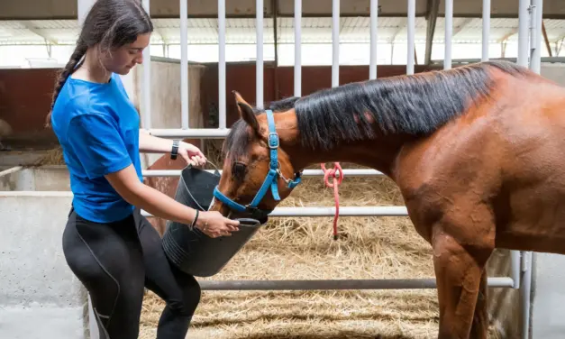 Krachtvoerautomaten in de paardenhouderij