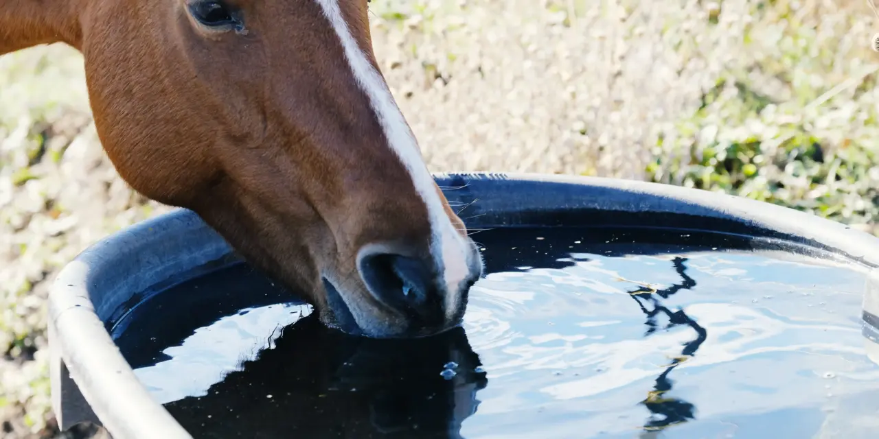 Drinkwatersystemen in de paardenstal