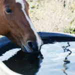 Drinkwatersystemen in de paardenstal
