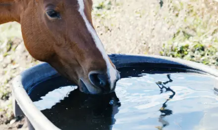 Drinkwatersystemen in de paardenstal