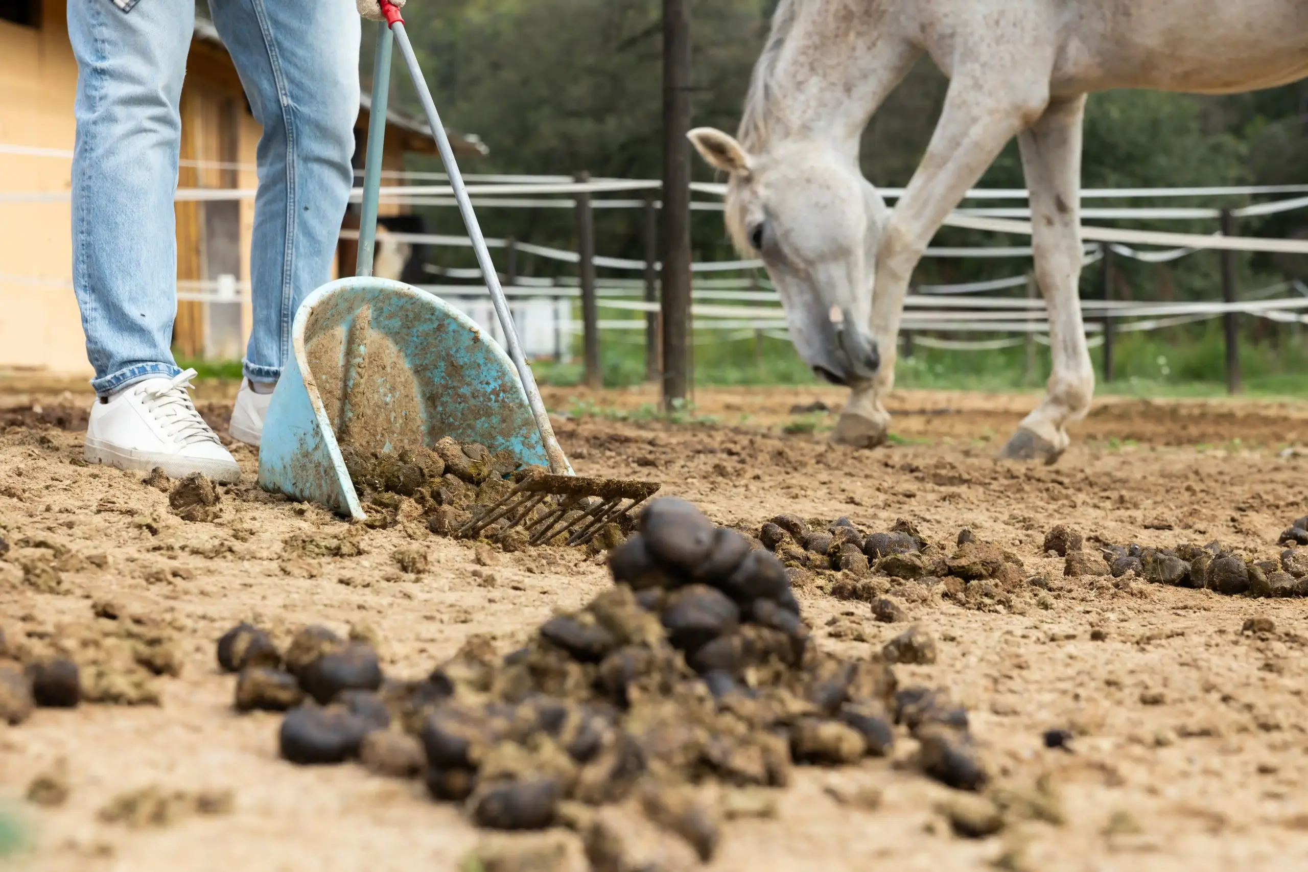 Paardenmest wordt met een mestboy opgeraapt