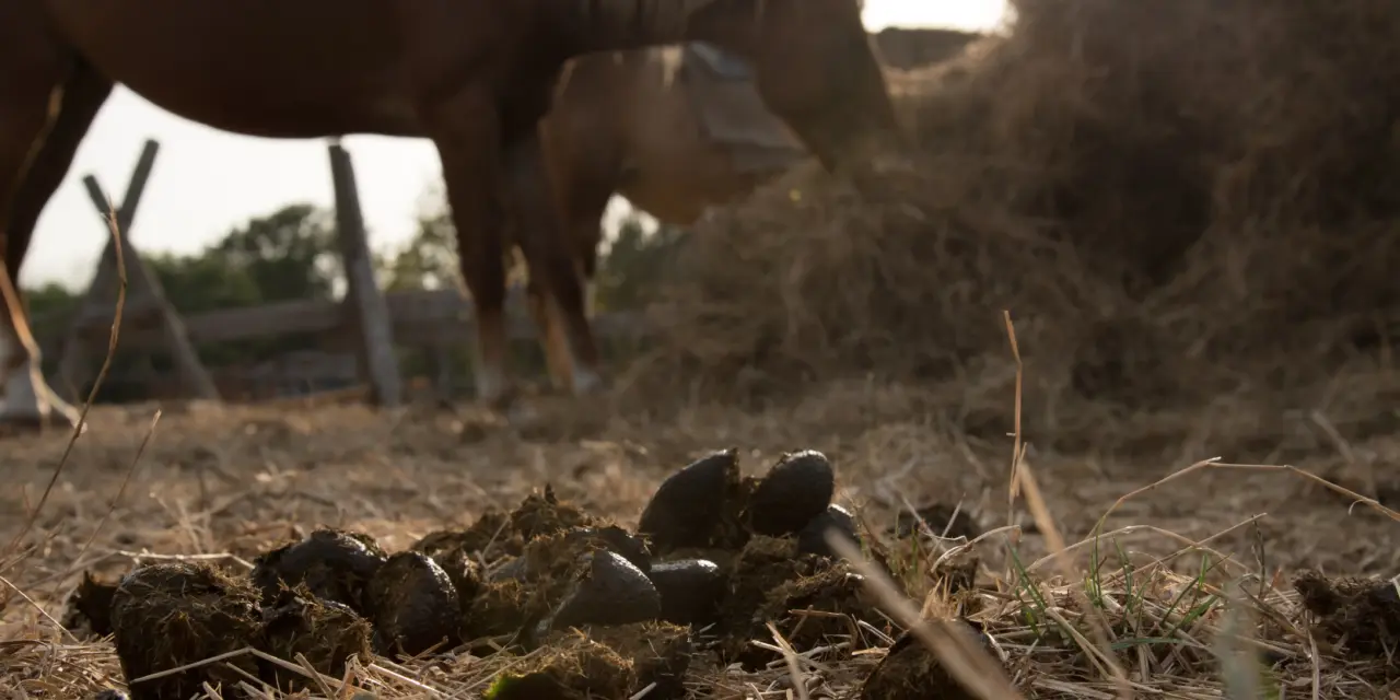 Geautomatiseerde mestafvoer in de paardenstal