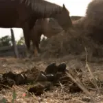 Geautomatiseerde mestafvoer in de paardenstal
