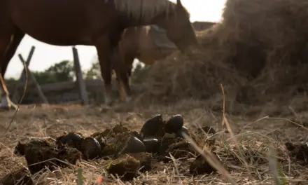Geautomatiseerde mestafvoer in de paardenstal