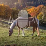 Podcast Aflevering #7: Weidebeheer voor hoefbevangenheidsgevoelige paarden (Engels)