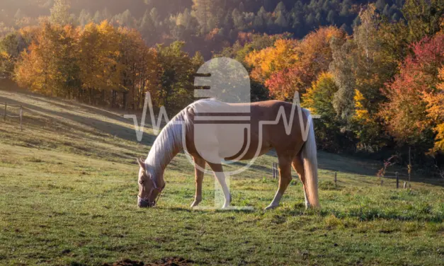 Podcast Aflevering #7: Weidebeheer voor hoefbevangenheidsgevoelige paarden (Engels)