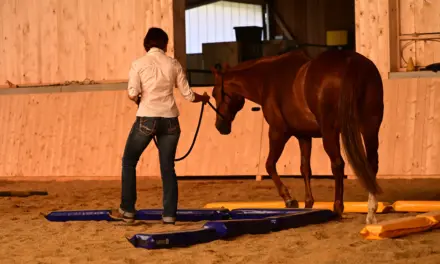 De ideale trainingsplek