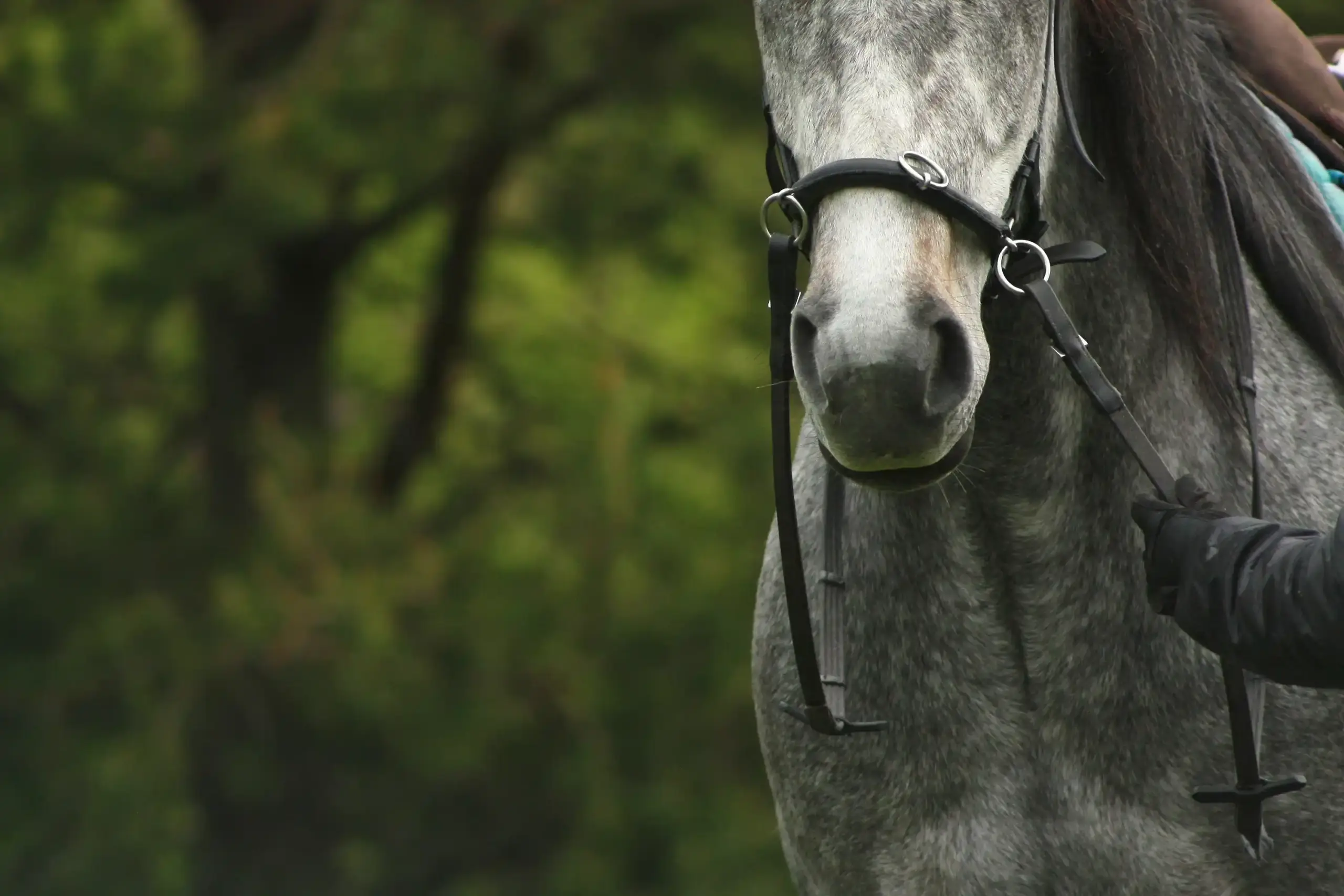 Werk aan de hand met een paard, detailopname