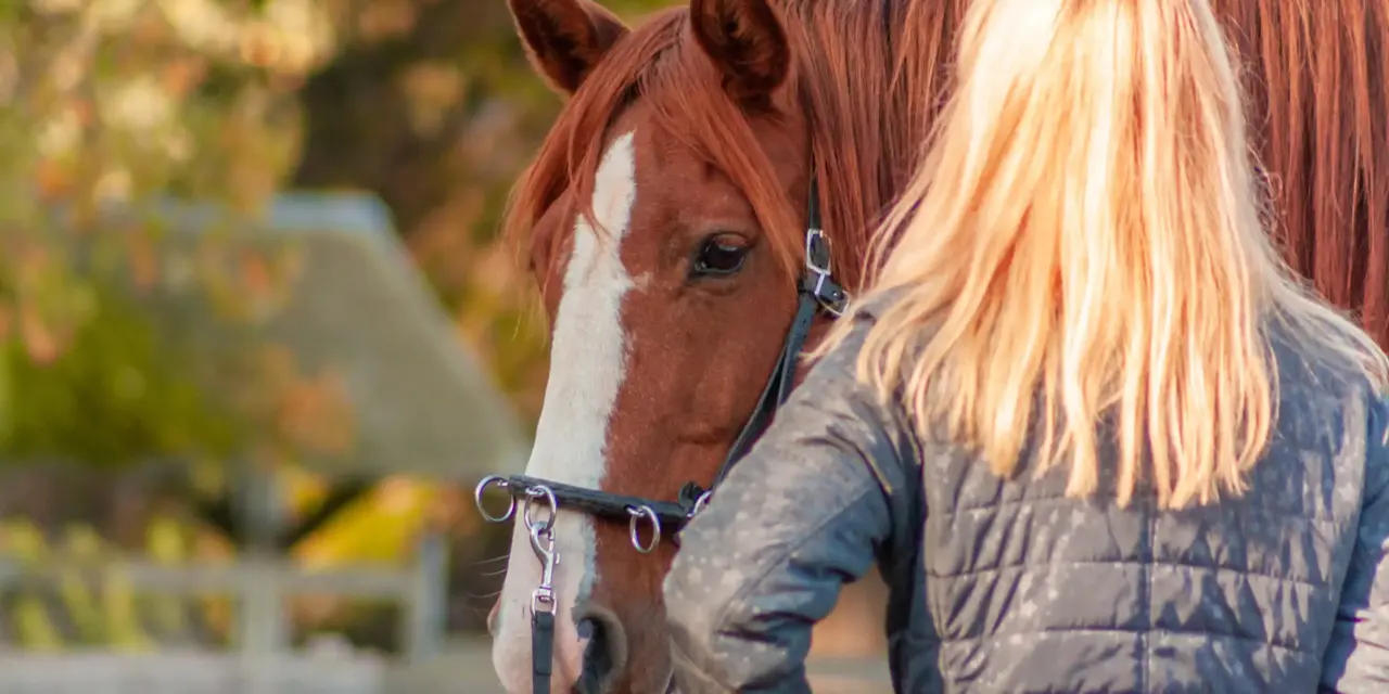 Het paard voorbereiden op grondwerk
