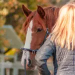 Het paard voorbereiden op grondwerk