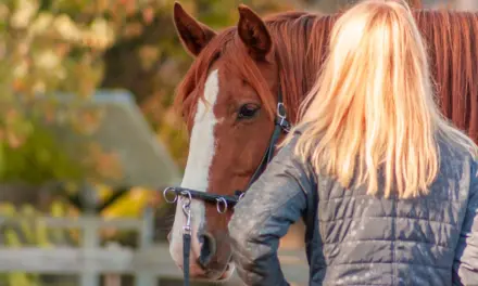 Het paard voorbereiden op grondwerk
