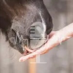 Podcast Aflevering # 9 – Zo leert je paard het beste (Engels)